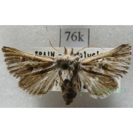 Amephana anarrhini (Duponchel, 1840) Spain76k